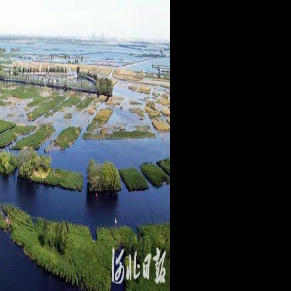 河北白洋淀 - 图片3