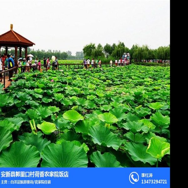 河北白洋淀 - 图片4