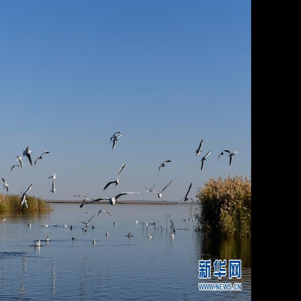 内蒙古阿拉善盟居延海 - 图片4