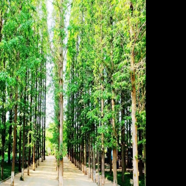 山东日照海滨国家森林公园 - 图片9