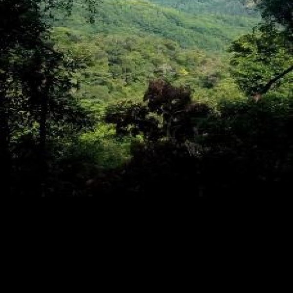 海南五指山国家级自然保护区 - 图片4