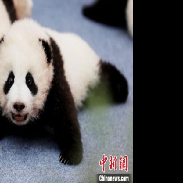 四川成都大熊猫繁育研究基地 - 图片10