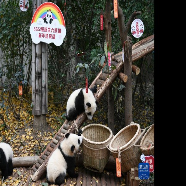四川成都大熊猫繁育研究基地 - 图片5