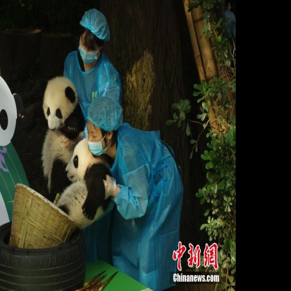 四川成都大熊猫繁育研究基地 - 图片9