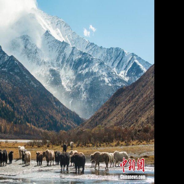 四川阿坝四姑娘山 - 图片10