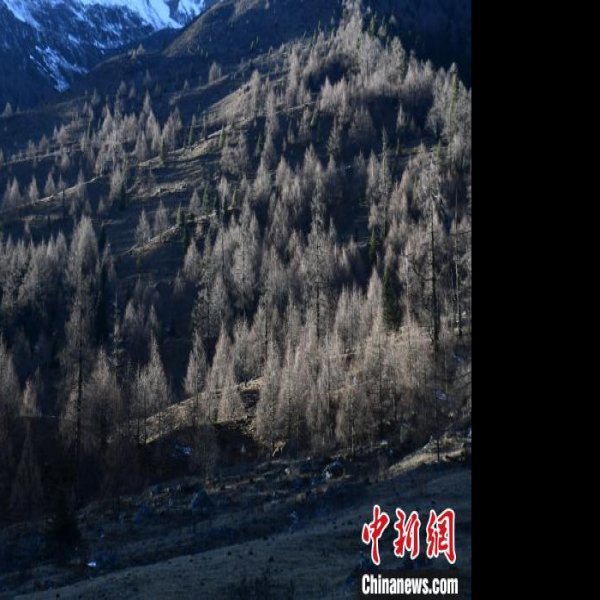 四川阿坝四姑娘山 - 图片9