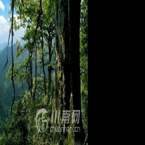 四川泸州黄荆老林 - 图片6
