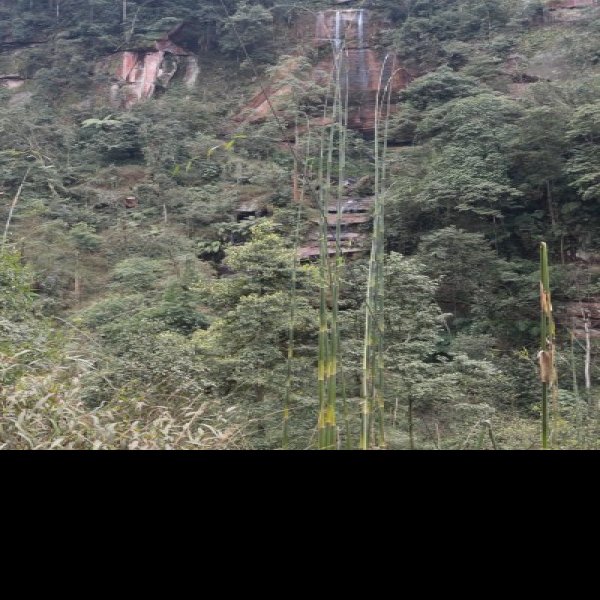 四川泸州黄荆老林 - 图片7