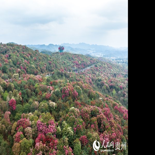 贵州毕节百里杜鹃 - 图片1