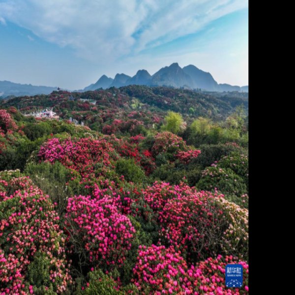 贵州毕节百里杜鹃 - 图片10