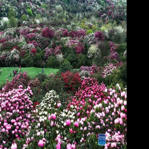 贵州毕节百里杜鹃 - 图片2