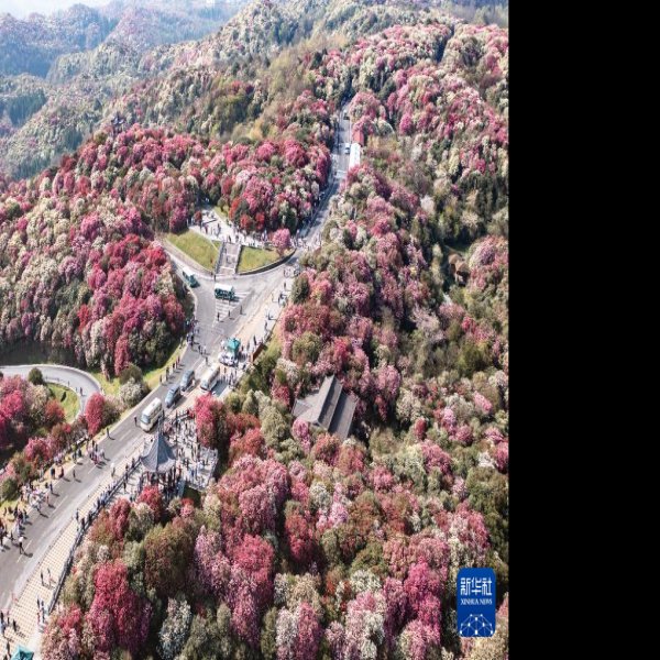 贵州毕节百里杜鹃 - 图片4