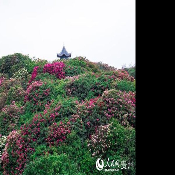 贵州毕节百里杜鹃 - 图片6