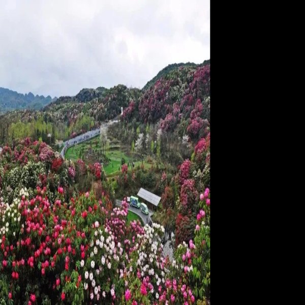 贵州毕节百里杜鹃 - 图片7