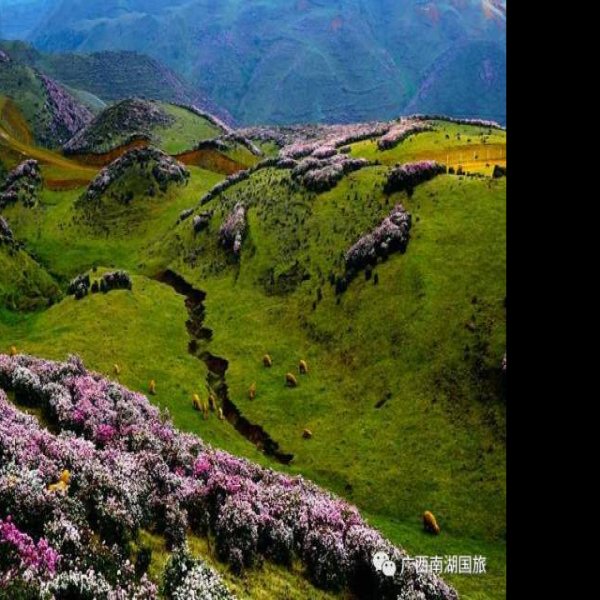 贵州六盘水乌蒙大草原 - 图片8