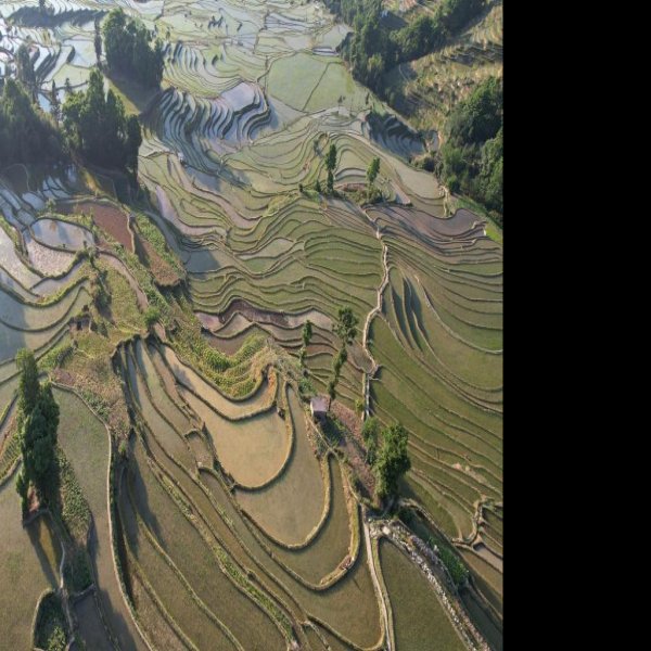 云南红河元阳哈尼梯田 - 图片10
