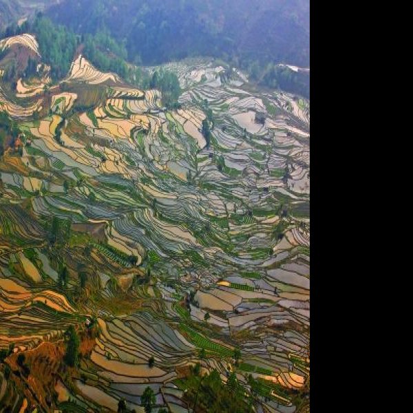 云南红河元阳哈尼梯田 - 图片6
