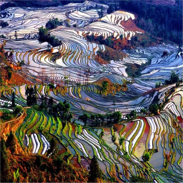 云南红河元阳哈尼梯田 - 图片8