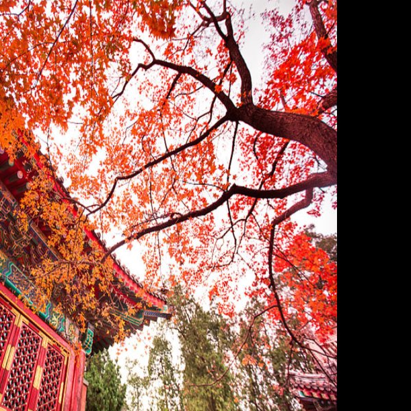 北京香山公园 - 图片1