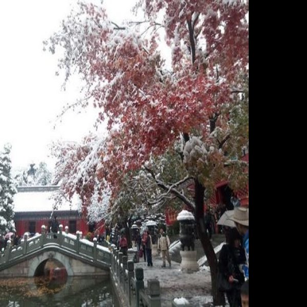 北京香山公园 - 图片4
