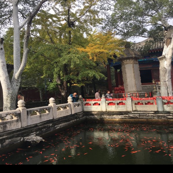北京香山公园 - 图片7