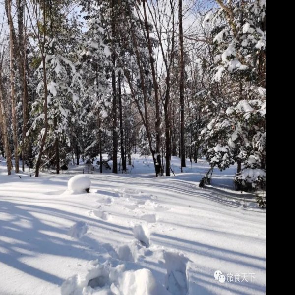 黑龙江雪乡国家森林公园 - 图片8