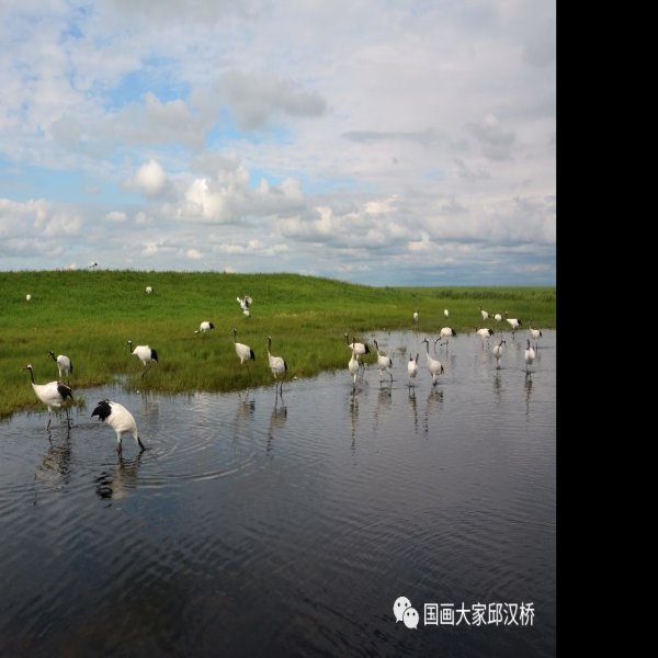 黑龙江扎龙自然保护区 - 图片2