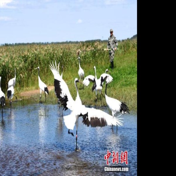 黑龙江扎龙自然保护区 - 图片3