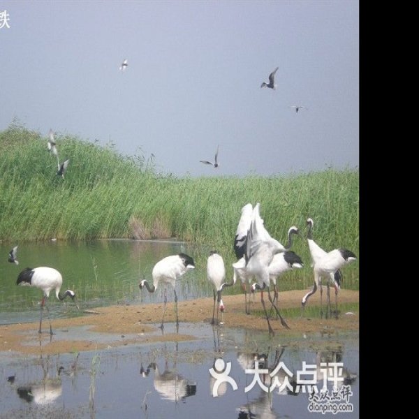 黑龙江扎龙自然保护区 - 图片8