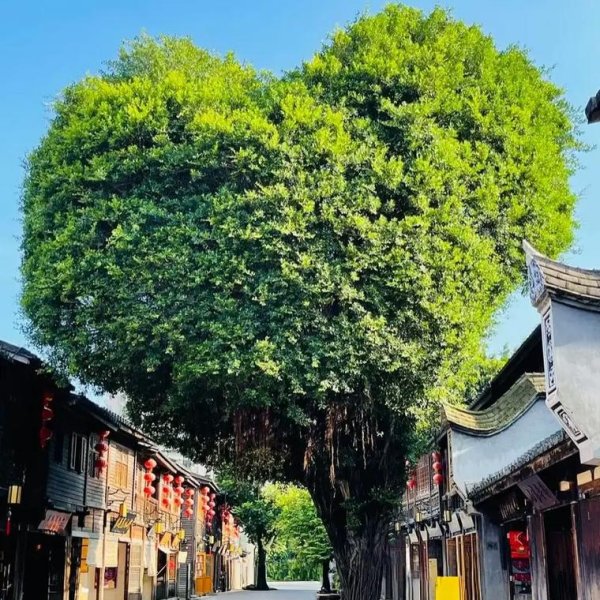 福州三坊七巷 - 图片4