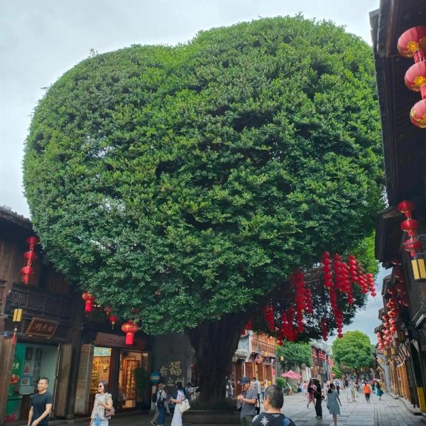 福州三坊七巷 - 图片8