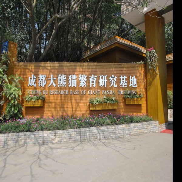 成都大熊猫繁育研究基地 - 图片1