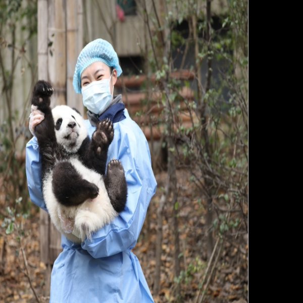 成都大熊猫繁育研究基地 - 图片2