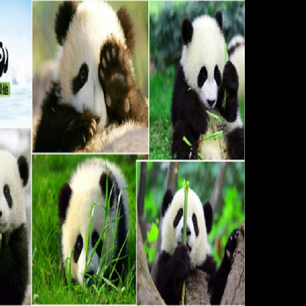 成都大熊猫繁育研究基地 - 图片3