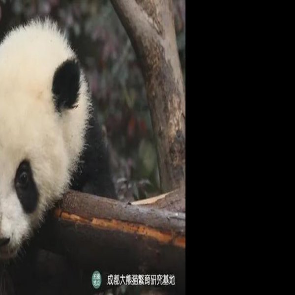 成都大熊猫繁育研究基地 - 图片4