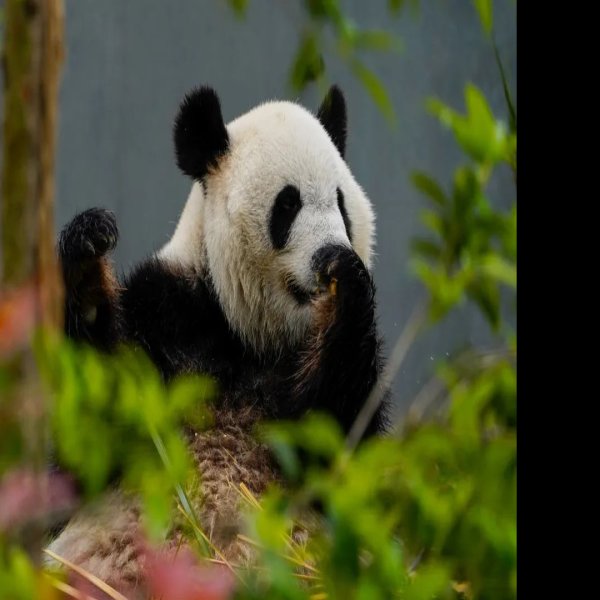 成都大熊猫繁育研究基地 - 图片5