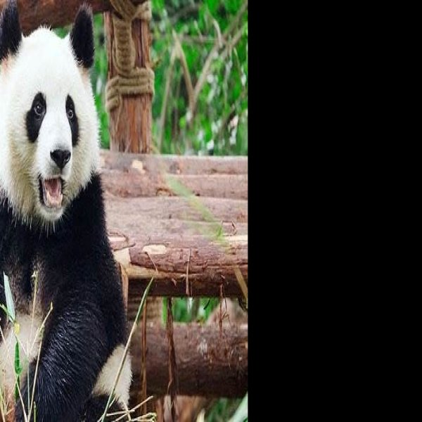 成都大熊猫繁育研究基地 - 图片6