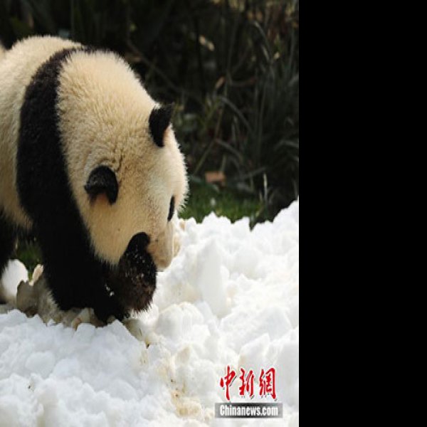 成都大熊猫繁育研究基地 - 图片7
