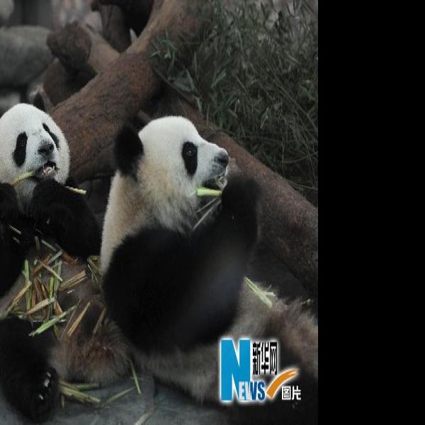 成都大熊猫繁育研究基地 - 图片8