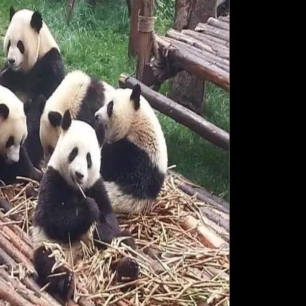 成都大熊猫繁育研究基地 - 图片9