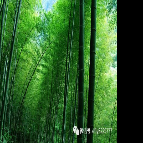 宜宾蜀南竹海 - 图片10