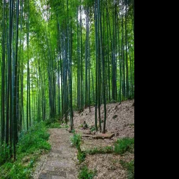 宜宾蜀南竹海 - 图片3