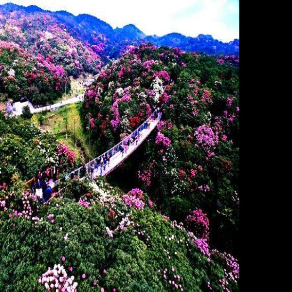 毕节百里杜鹃 - 图片1