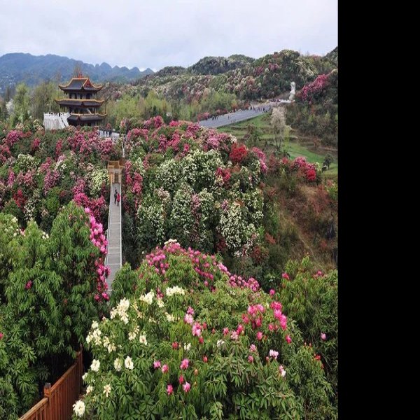 毕节百里杜鹃 - 图片10