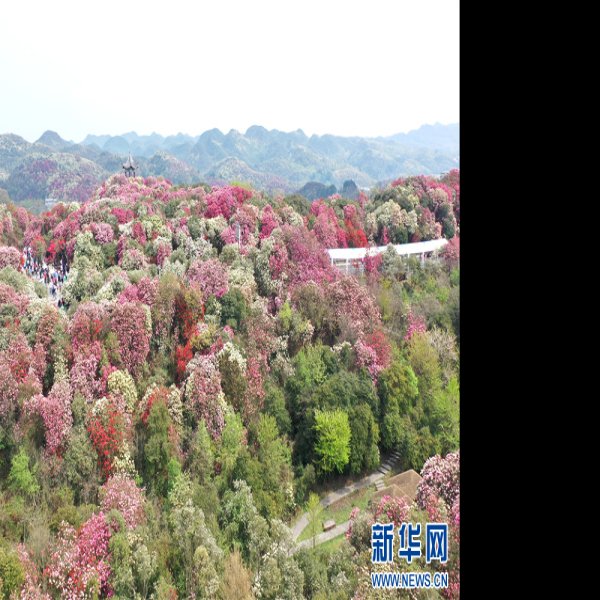 毕节百里杜鹃 - 图片2