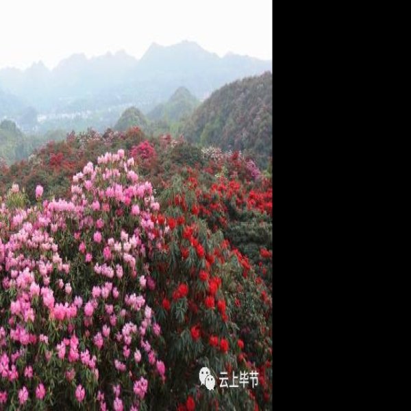 毕节百里杜鹃 - 图片4