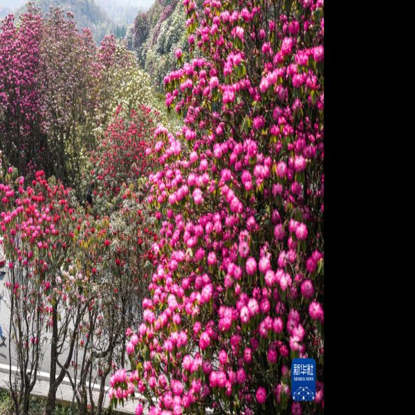 毕节百里杜鹃 - 图片7