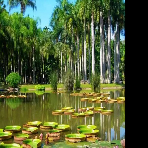 西双版纳热带花卉园 - 图片4