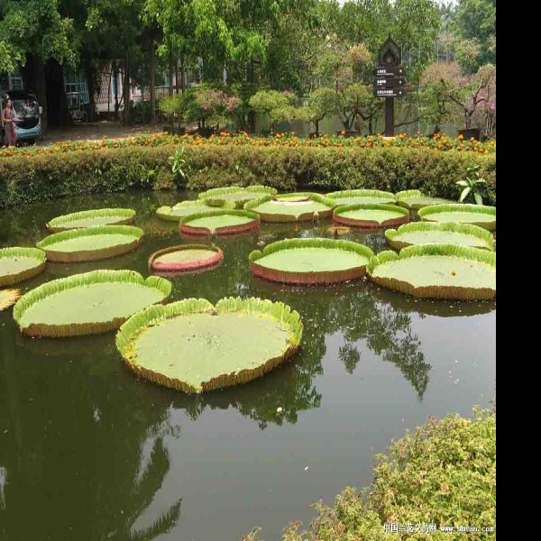 西双版纳热带花卉园 - 图片7