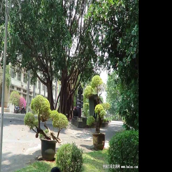 西双版纳热带花卉园 - 图片8